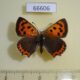 66606p Lycaenidae Lycaena phlaeas Transbaikal reg. $8