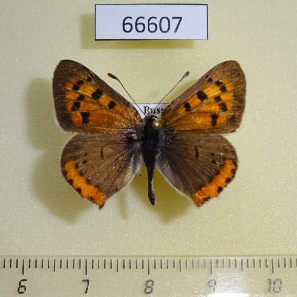 Lycaenidae Lycaena phlaeas Transbaikal reg.
