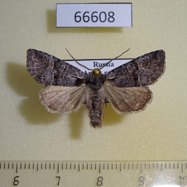 Noctuidae Brachylomia viminalis Amur reg