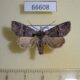 66608p Noctuidae Brachylomia viminalis Amur reg $5
