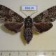 66614p Sphingidae Dolbina tancrei f Primorye $9
