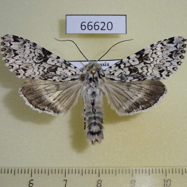 Noctuidae Polia goliath Primorye