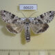 66620p Noctuidae Polia goliath Primorye $15