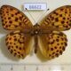66622p Nymphalidae Argynnis laodice ussurica Primorye $8