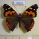 66623p Nymphalidae Vanessa indica Primorye $10