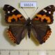 66624p Nymphalidae Vanessa indica Primorye $12
