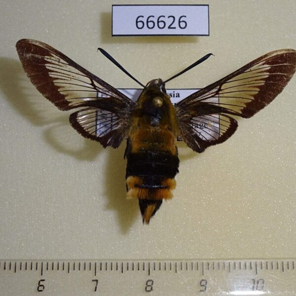 Sphingidae Hemaris affinis Primorye