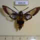 66626p Sphingidae Hemaris affinis Primorye $12