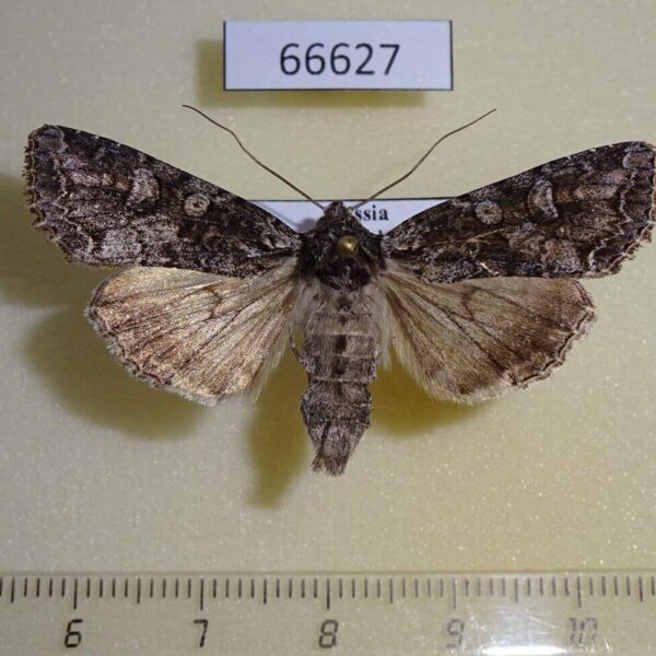 Noctuidae Polia altaica Transbaikal reg.