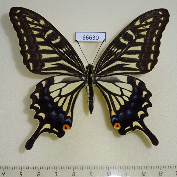 Papilionidae Papilio xuthus f summer form Primorye