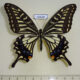 66630p Papilionidae Papilio xuthus f summer form Primorye $18
