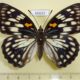 66632p Nymphalidae Sephisa princeps f Primorye $120