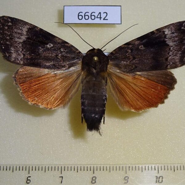 Noctuidae Amphipyra surnia Khabarovsk reg.