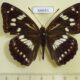 66651p Nymphalidae Athymodes nycteis Primorye $5