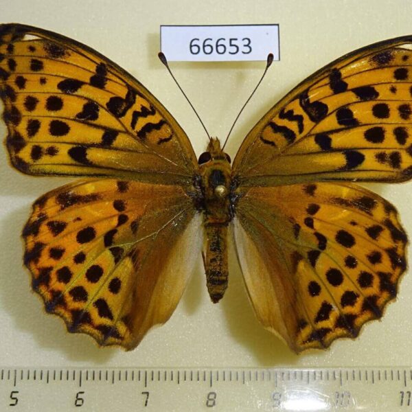 Nymphalidae Argynnis ruslana f Primorye