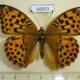 66653p Nymphalidae Argynnis ruslana f Primorye $20
