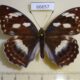 66657p Nymphalidae Damora sagana f Primorye $20