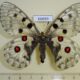66659p Papilionidae Parnassius nomion f Primorye $25
