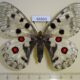 66660p Papilionidae Parnassius nomion f Primorye $25