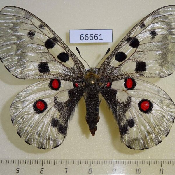 Papilionidae Parnassius nomion f Primorye