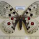 66661p Papilionidae Parnassius nomion f Primorye $25