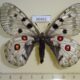 66662p Papilionidae Parnassius nomion f Primorye $20