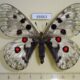 66663p Papilionidae Parnassius nomion f Primorye $25