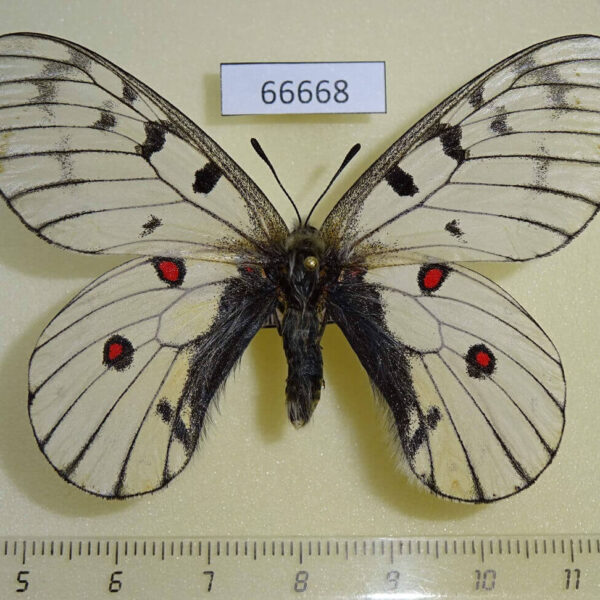 Papilionidae Parnassius bremeri orotschonicus Primorye