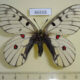 66668p Papilionidae Parnassius bremeri orotschonicus Primorye $9