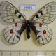 66681p Papilionidae Parnassius bremeri orotschonicus f Primorye $30