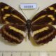 66684p Nymphalidae Neptis thisbe Primorye $7
