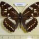66687p Nymphalidae Athymodes nycteis Primorye $9