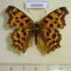 66690p Nymphalidae Polygonia c-aureum summer form Primorye $10