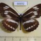 66692p Nymphalidae Neptis philyra Primorye $10