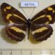 66706p Nymphalidae Neptis tschetverikovi Primorye $15
