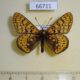 66711p Nymphalidae Euphydryas sibirica davidi Primorye $7