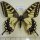66721p Papilionidae Papilio machaon ussuriensis f Primorye $12