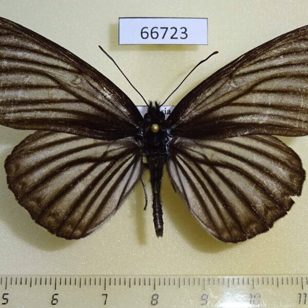 Nymphalidae Aldania raddei Amur reg.