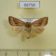 66750p Noctuidae Hydraecia mongoliensis Primorye $5