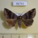 66761p Noctuidae Dysgonia mandschuriana f Primorye $12