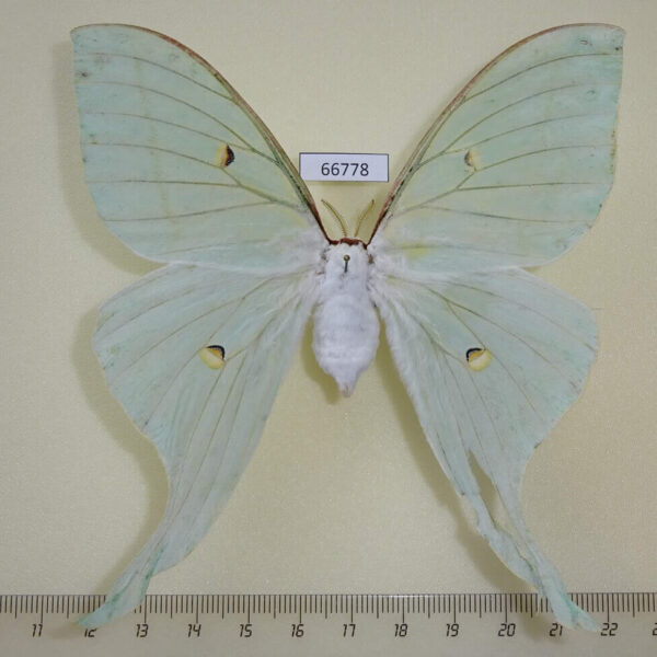 Saturniidae Actias artemis f Primorye