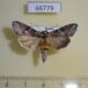 66779p Noctuidae Cucullia scopariae Primorye $15