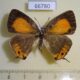 66780p Lycaenidae Ussuriana michaelis f Primorye $12