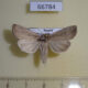 66784p Noctuidae Leucania obsoleta Primorye $10