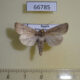 66785p Noctuidae Leucania obsoleta Primorye $7