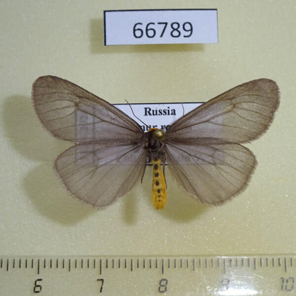Arctiidae Dodia diaphana Amur reg.