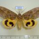 66793p Noctuidae Eudocima tyrannus Primorye $15