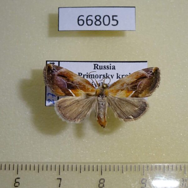 Noctuidae Lophomilia flaviplaga f Primorye
