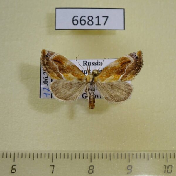 Noctuidae Lophomilia flaviplaga f Amur reg.