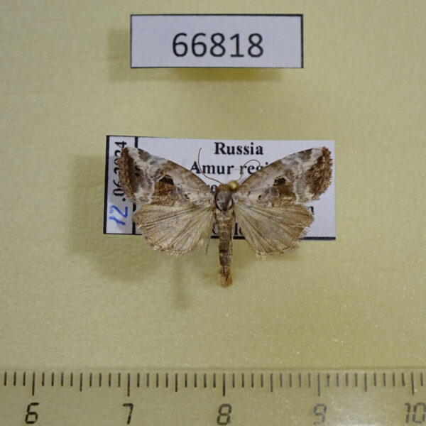 Noctuidae Elaphria venustula Amur reg.